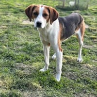 Pünktchen auf der Suche nach ihrem Glück, Hündin zur Adoption