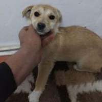 Isa 28 cm (Pflegestelle), Hündin zur Adoption