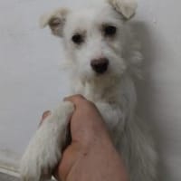 Iliana 35 cm (Pflegestelle), Hündin zur Adoption