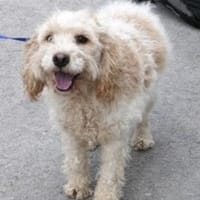 Roxi ist sehr lieb, anhänglich und toll!, Hündin zur Adoption