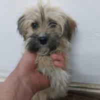 Ida 28 cm (Pflegestelle), Hündin zur Adoption