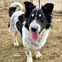 Albert 38 cm (Pflegestelle), Hund zur Adoption