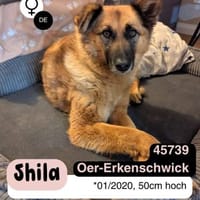 Ruhige SHILA sucht treue Begleiter, Hündin zur Adoption