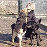 Merle - bezaubernd und liebevoll, Hündin zur Adoption
