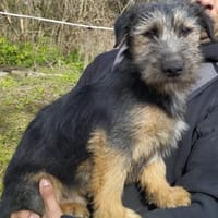 Szabi auf Pflegestelle in 91058 Erlangen, Hund zur Adoption