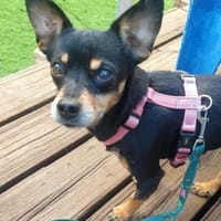 BELTZA-KLEINE KUSCHELMAUS, Hündin zur Adoption
