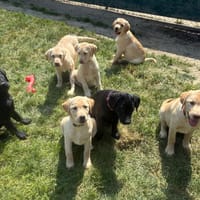 Chiots lab (Karai), chien à adopter