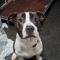 PASSION, chien à adopter