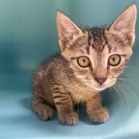 BOUM, chat à adopter