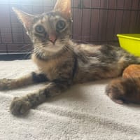 WENDY, chatte à adopter
