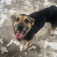 MACHA, chienne à adopter