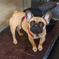 ROMEO pas sté, chien à adopter