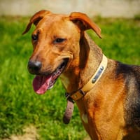 EOWYN, chienne à adopter