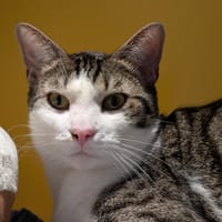CHOU A17420, chat à adopter