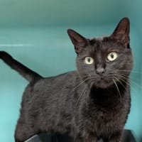 PIPOLITCHE, chatte à adopter