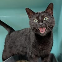 PIPOLITCHE, chatte à adopter