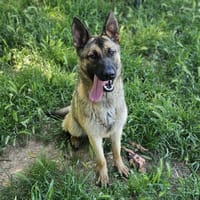 chacha, chienne à adopter