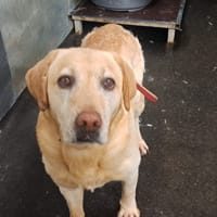 STYL pas sté, chien à adopter