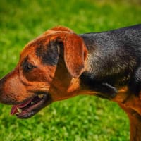 GALADRIEL, chienne à adopter