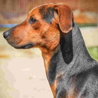 GALADRIEL Promise, chienne à adopter