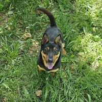 pirouette, chienne à adopter