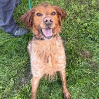 ZIZOU, chien à adopter