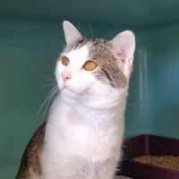 Holliday, chat à adopter
