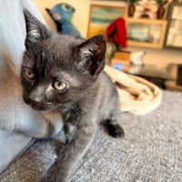 PICHU, chat à adopter