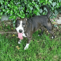 Carpette, chienne à adopter