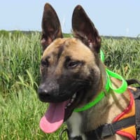 SISKA, chienne à adopter