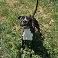 king, chien à adopter