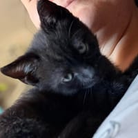 MACCHU, chat à adopter