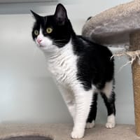 OREO, chatte à adopter