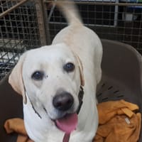 SERISE pas sté, chienne à adopter