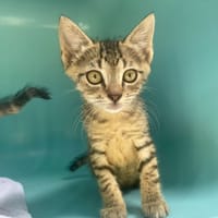 BAM, chat à adopter