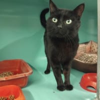 SUGA PAB28765, chat à adopter