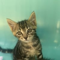 BIM (reservé), chat à adopter