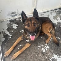 OGGY, chien à adopter