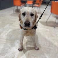 SYMPA OAA20042, chien à adopter
