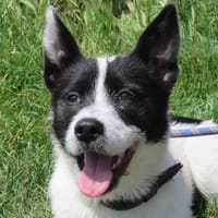 ORPHEE, chienne à adopter