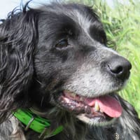 STANLEY, chien à adopter