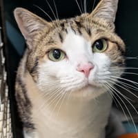 JERRY A17423, chat à adopter