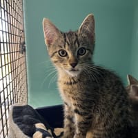 BERNARD, chat à adopter