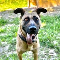 Trixie, chienne à adopter