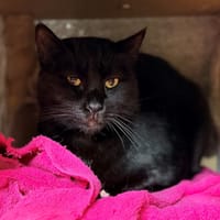 BASTET, chatte à adopter