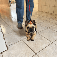 SUSHI OAA20039 (réservée), chienne à adopter