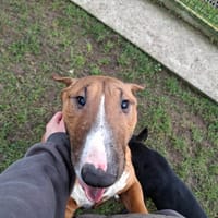 VIOLETTE, chienne à adopter