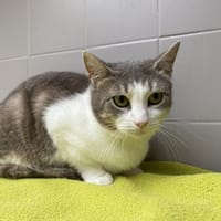 BETSY, chatte à adopter