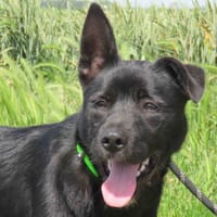 HERMES, chien à adopter