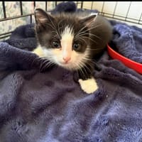 SHANA, chatte à adopter